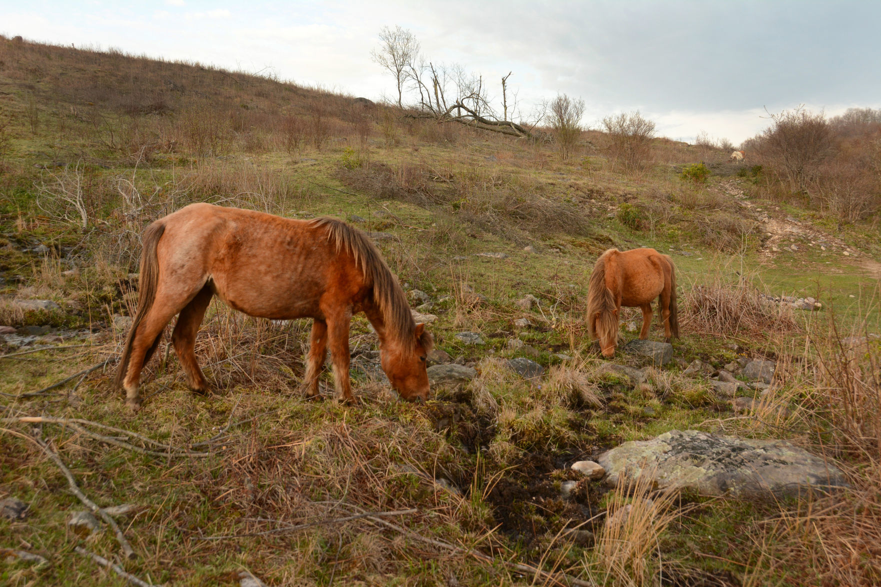 Mount Rogers National Recreation Area